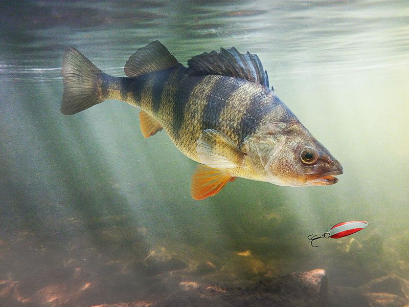 Perch