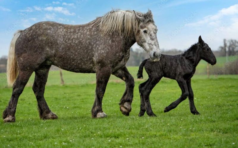 Percheron