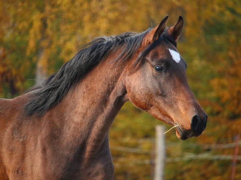 Percheron