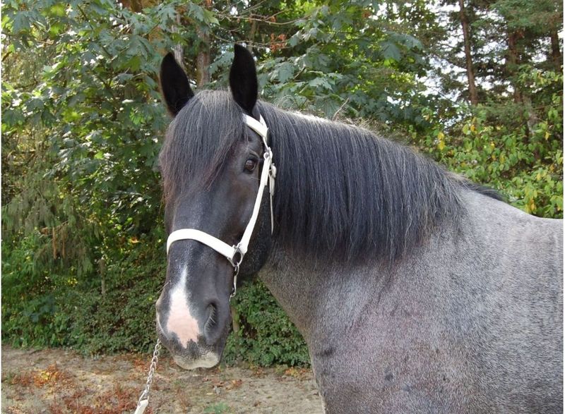 Percheron