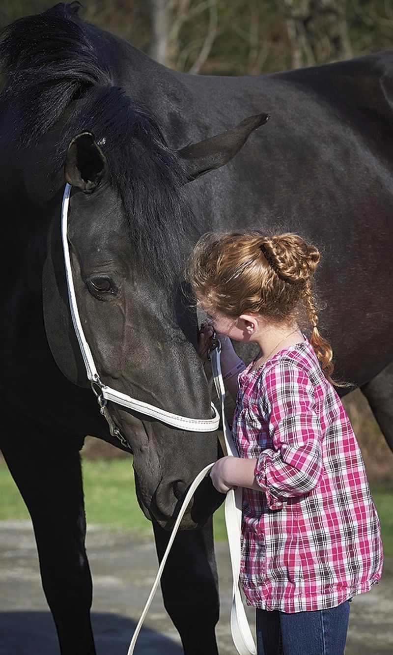 Percheron