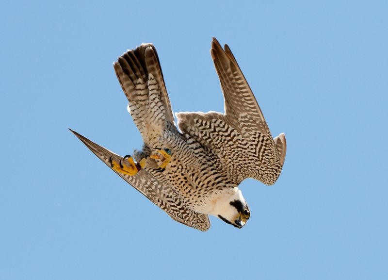 Peregrine Falcon