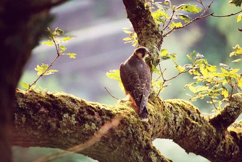 Peregrine Falcon