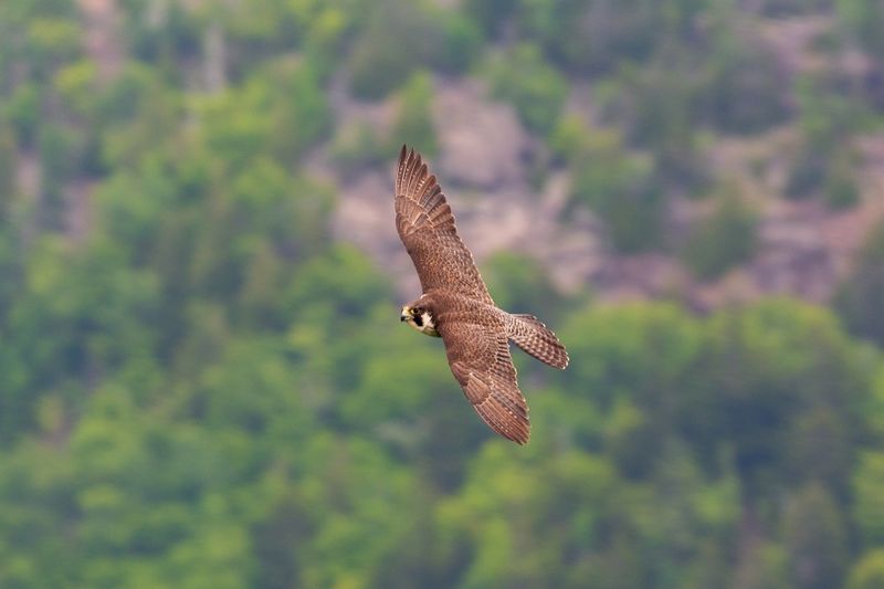 Peregrine Falcon