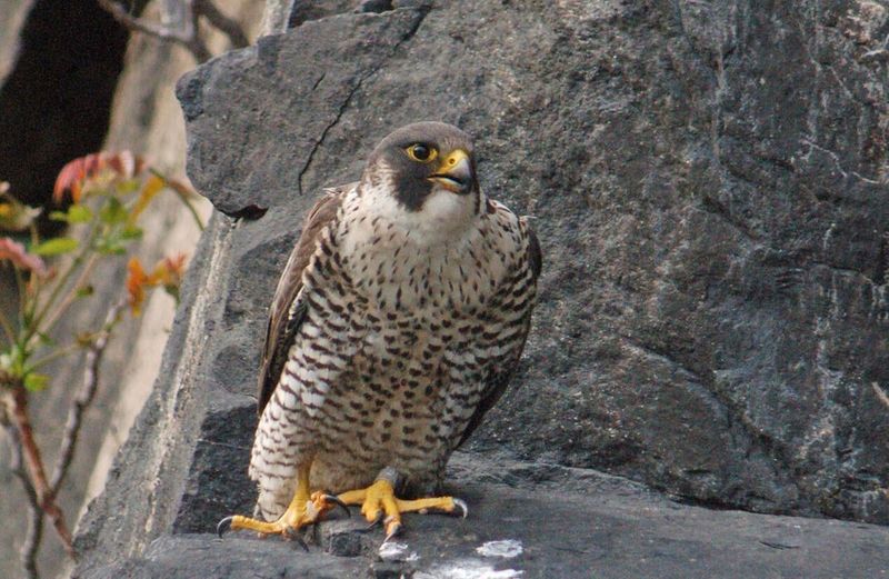 Peregrine Falcon