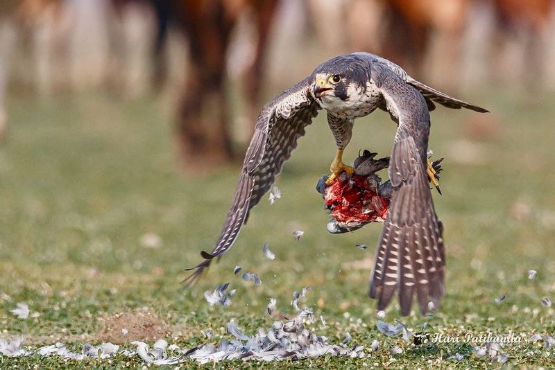 Peregrine Falcon