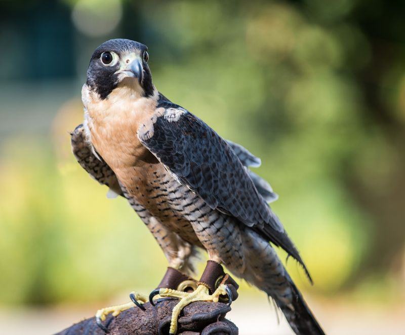 Peregrine Falcon