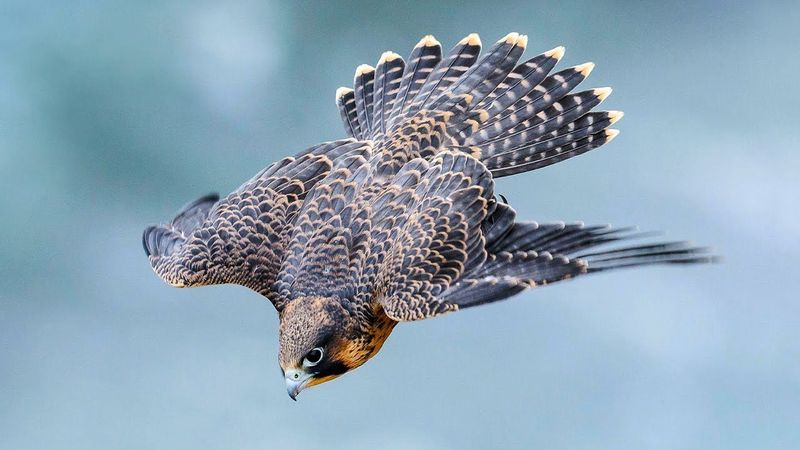 Peregrine Falcon