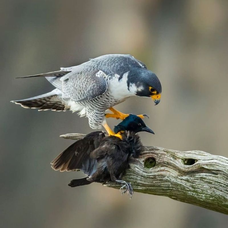 Peregrine Falcon