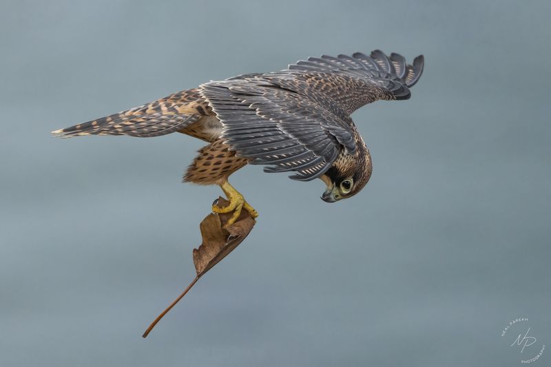 Peregrine Falcon