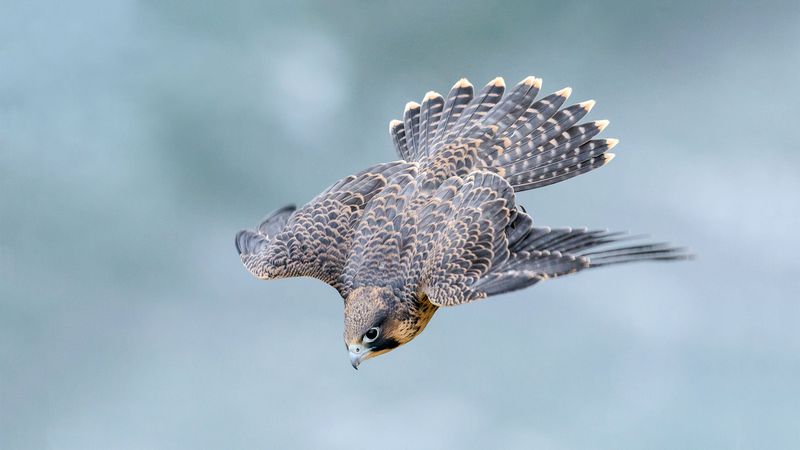 Peregrine Falcon