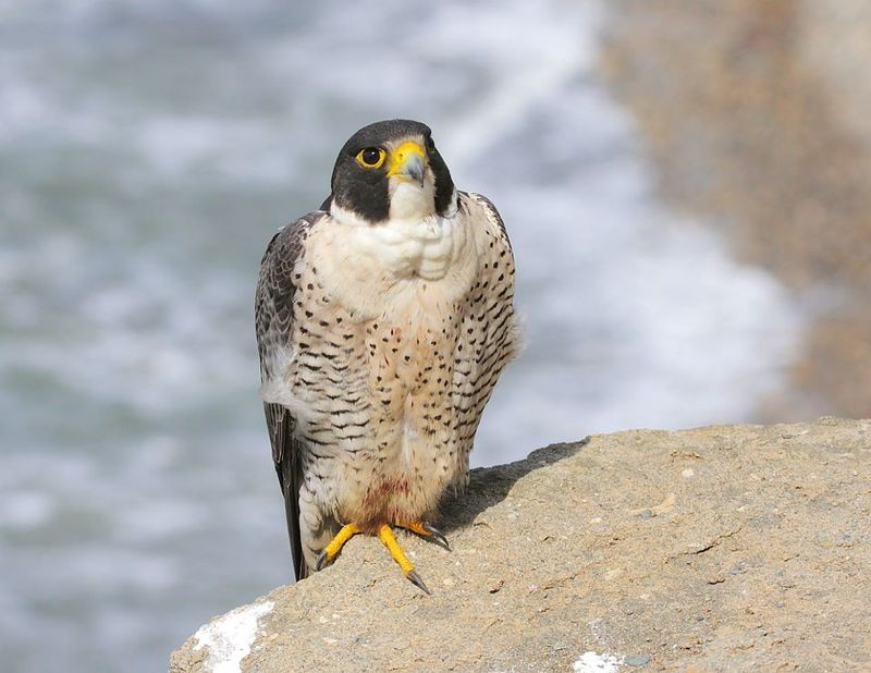 Peregrine Falcon