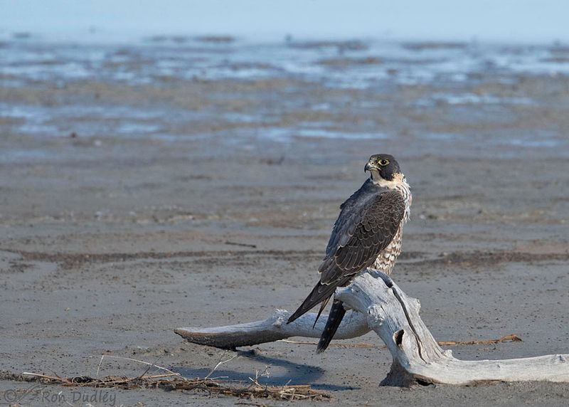 Peregrine Falcon