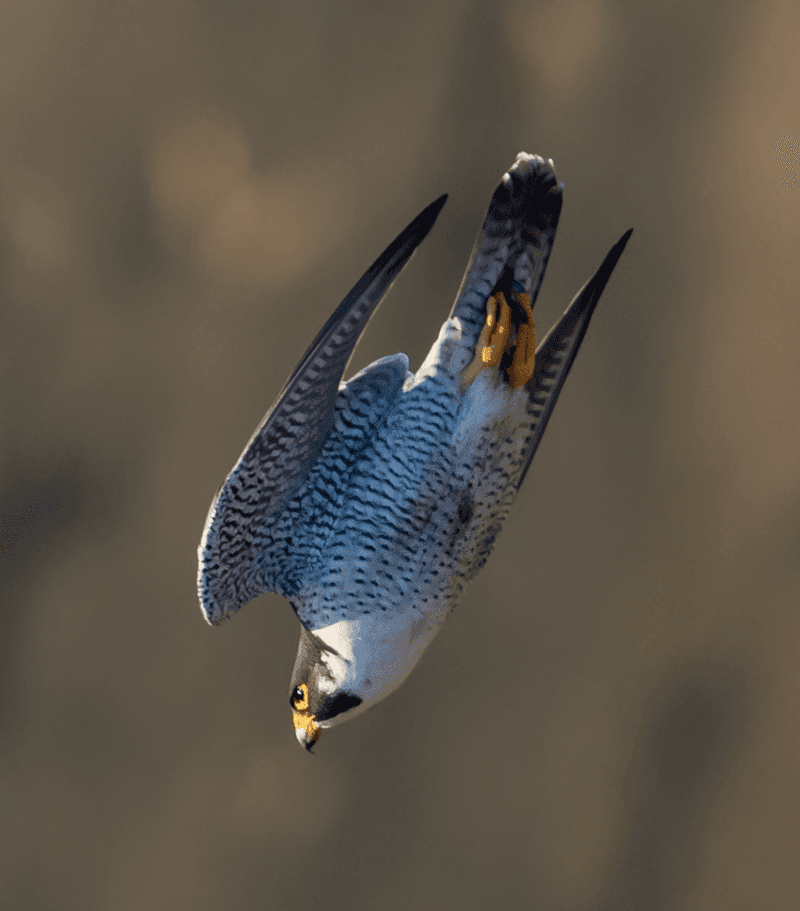 Peregrine Falcon