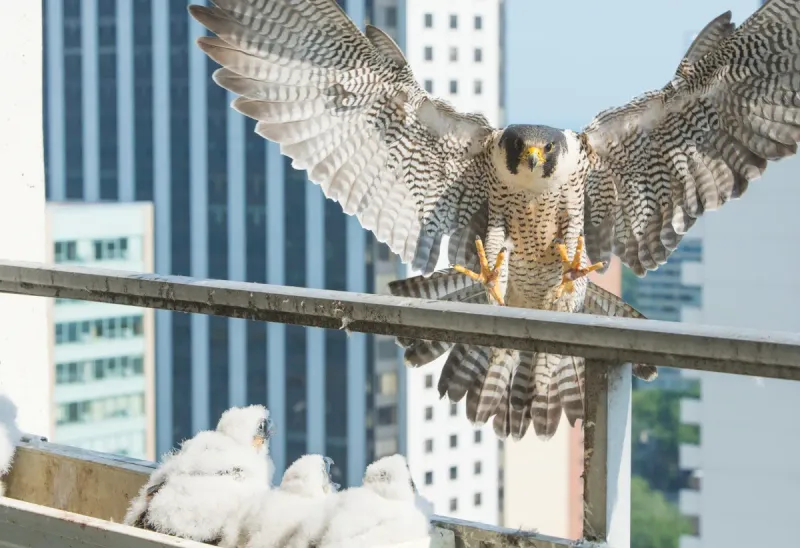 Peregrine Falcon