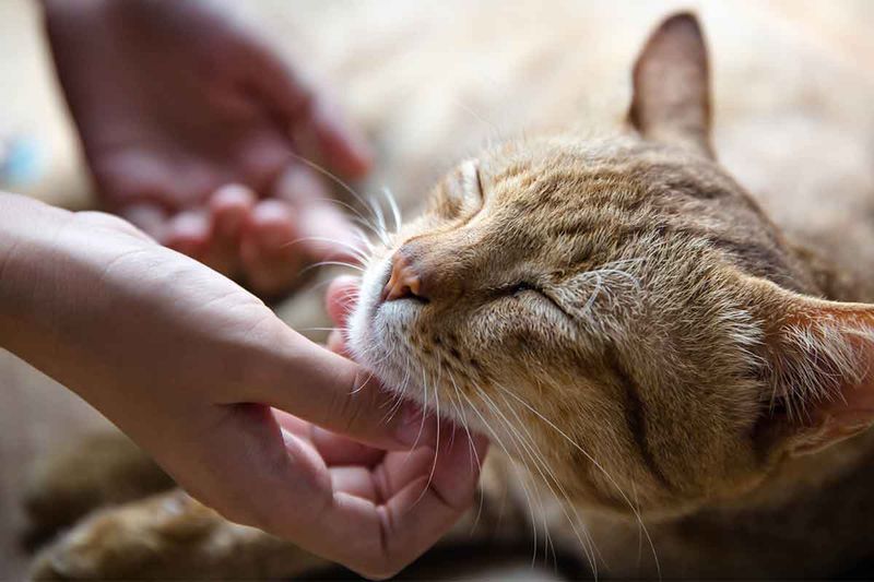 Perfect Sign: Affectionate Nature