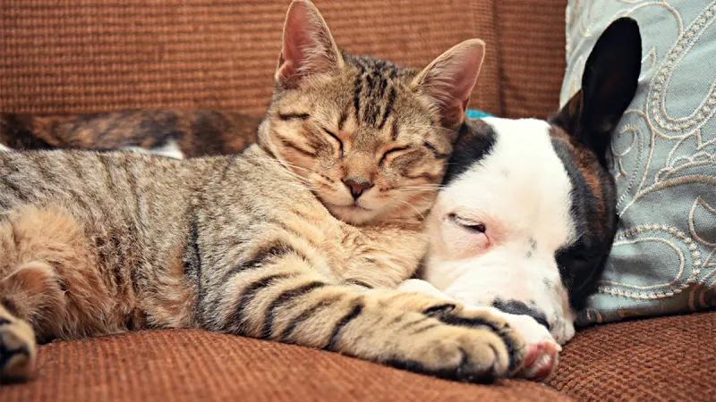 Perfect Sign: Gentle Interaction with Other Animals