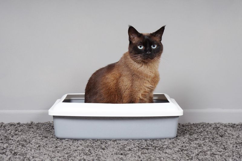 Perfect Sign: Good Litter Box Habits