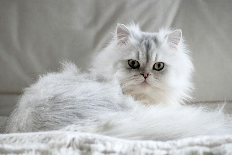 Persian