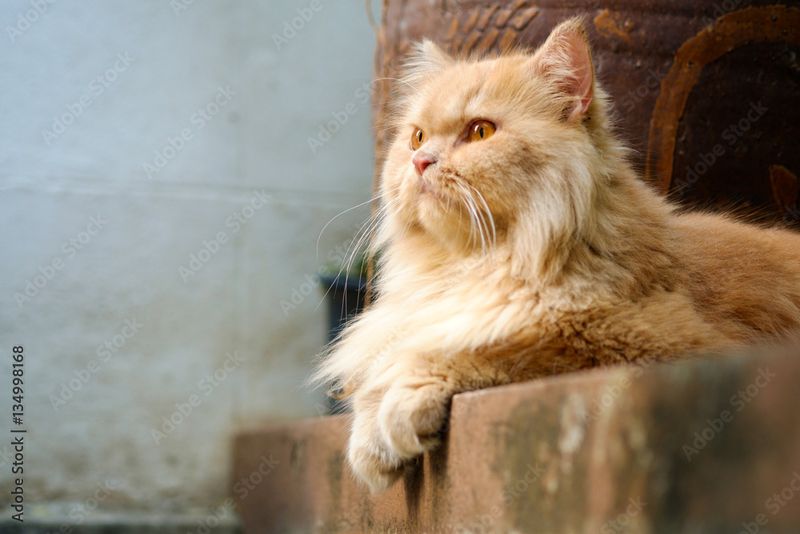 Persian