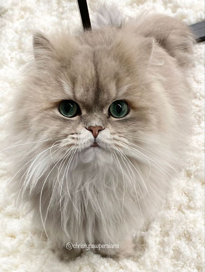 Persian