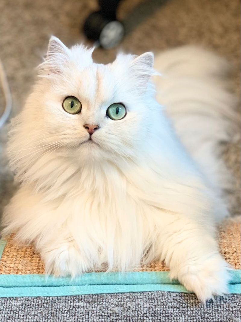 Persian