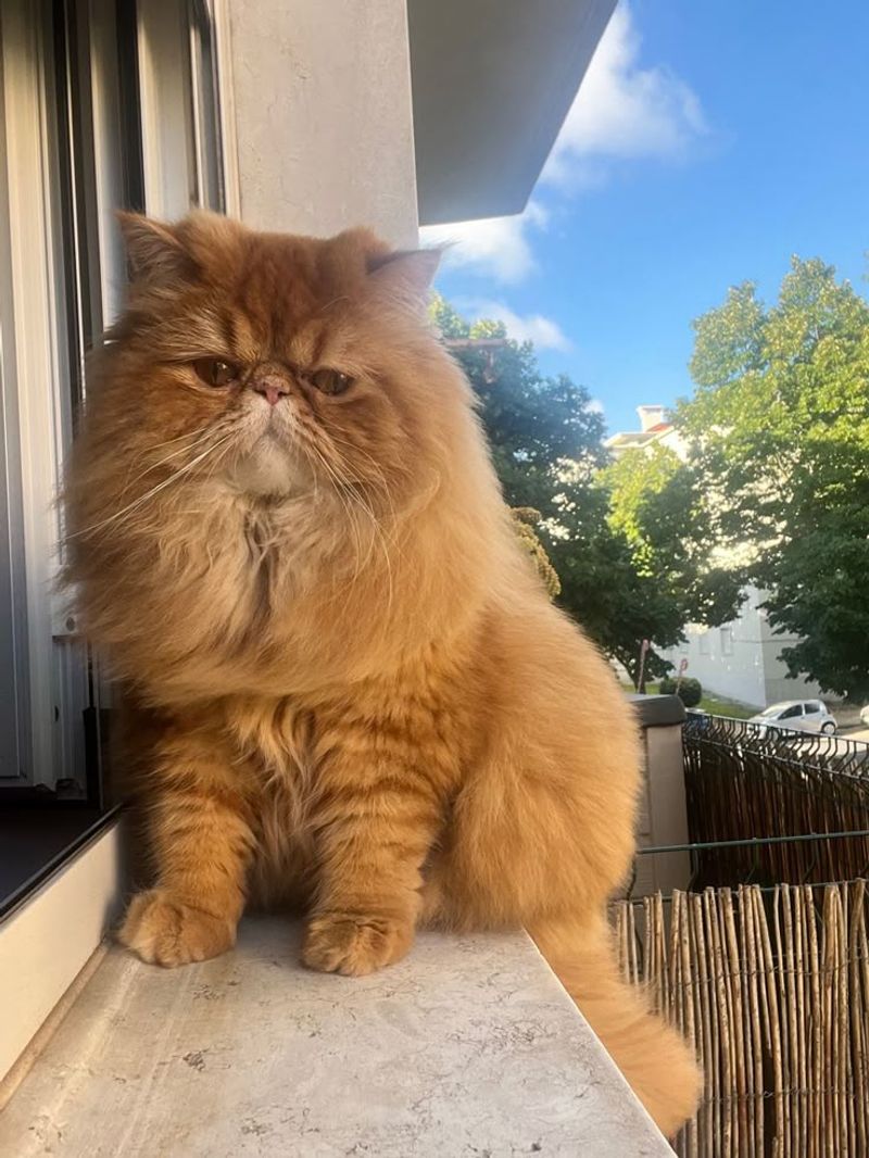 Persian