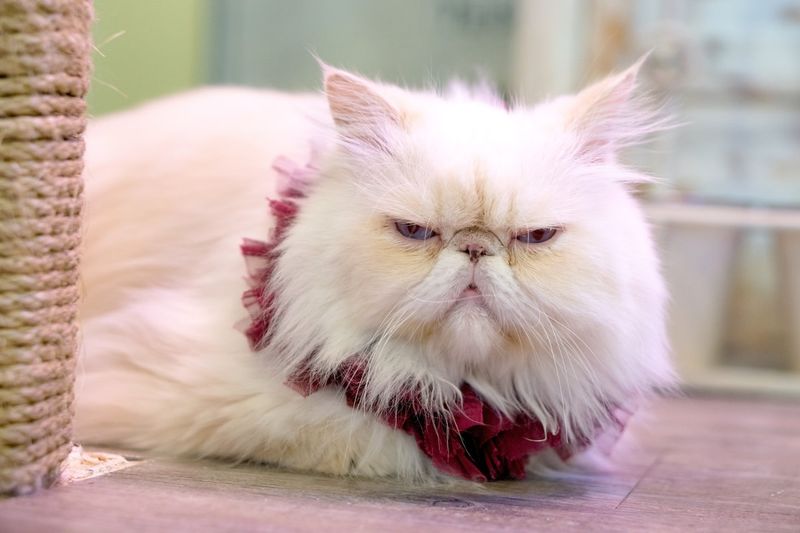 Persian