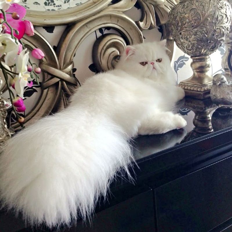 Persian