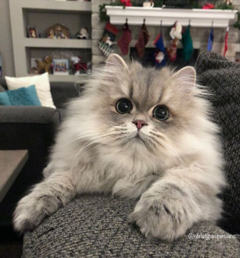 Persian