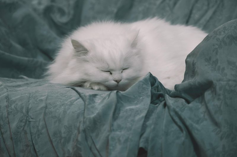 Persian
