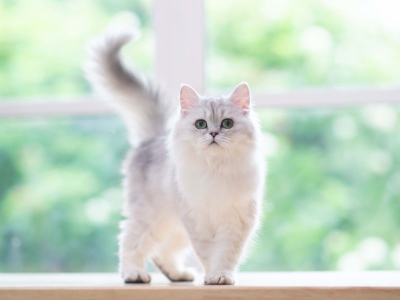 Persian