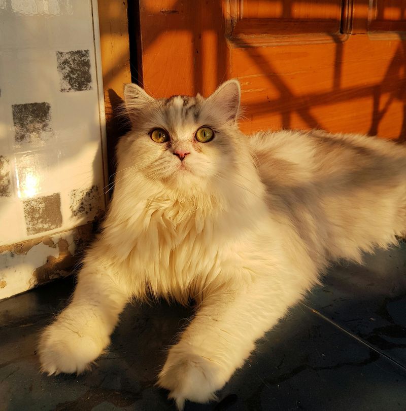 Persian Cat