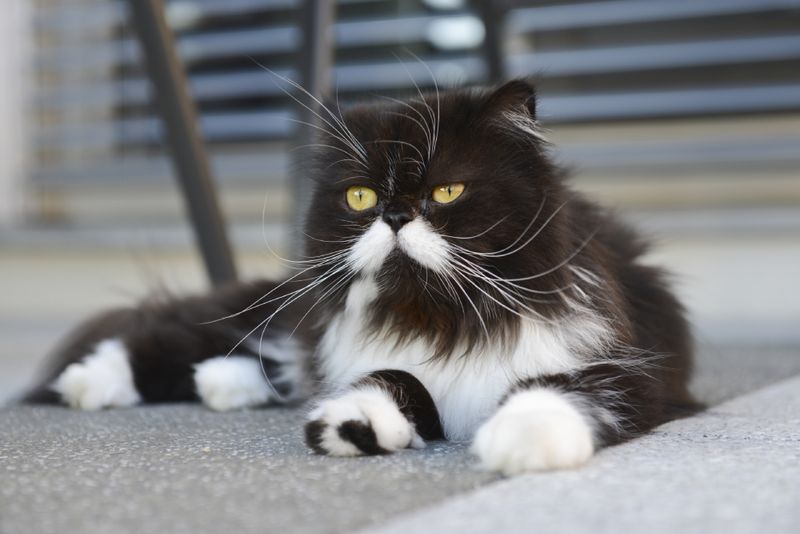 Persian Cat