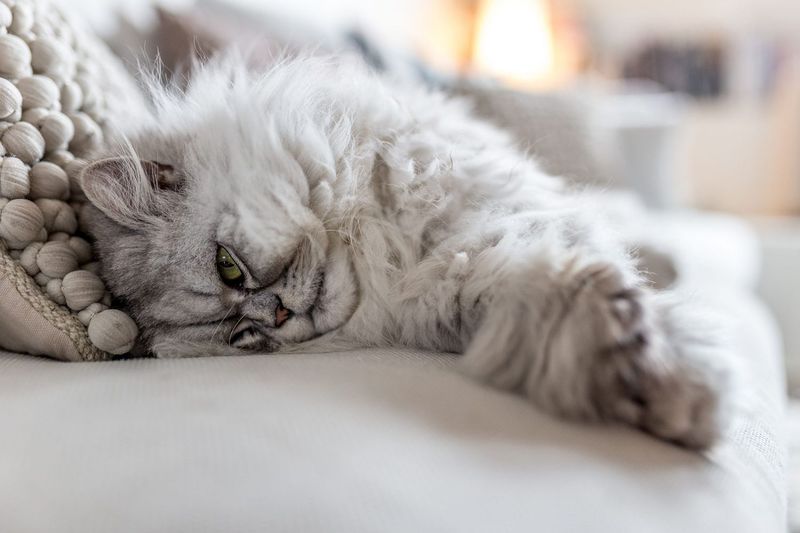 Persian Cat