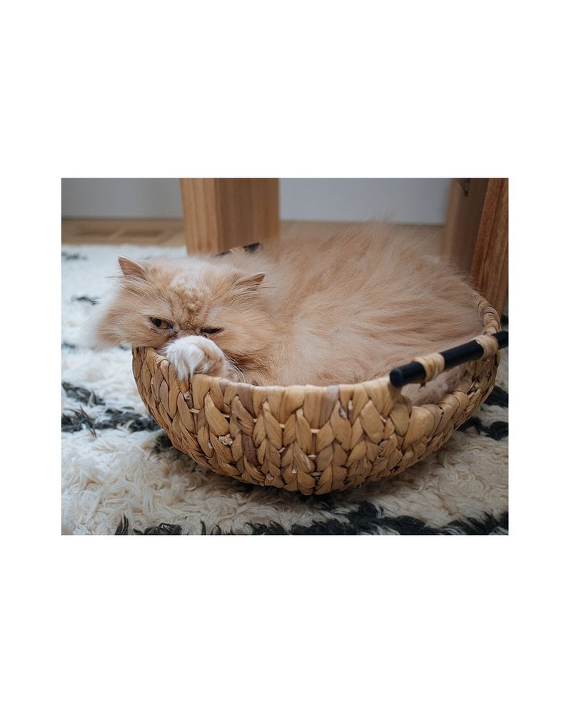 Persian Plush