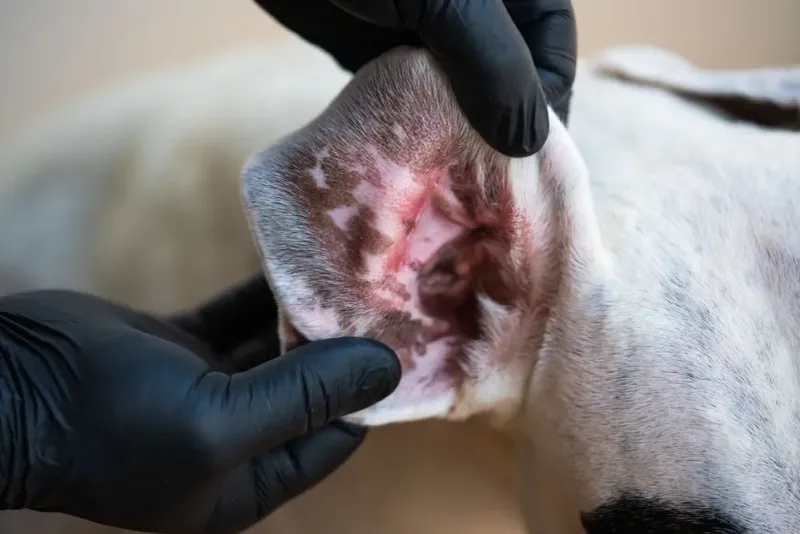 Persistent Itchy Ears