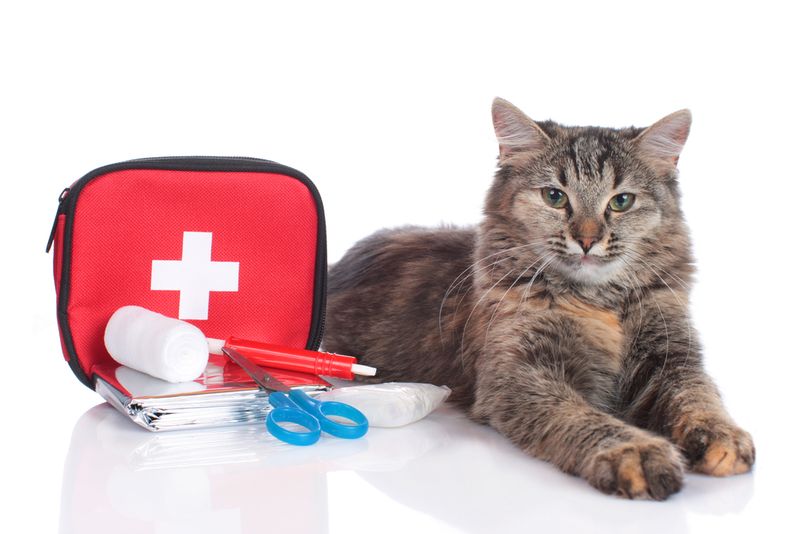 Pet First Aid Kit