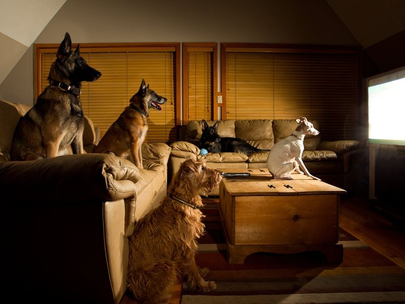 Pet-Friendly TV Shows