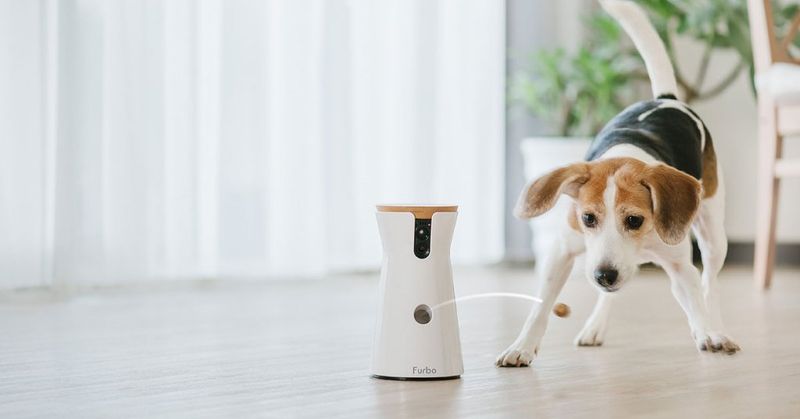 Pet Surveillance Cameras