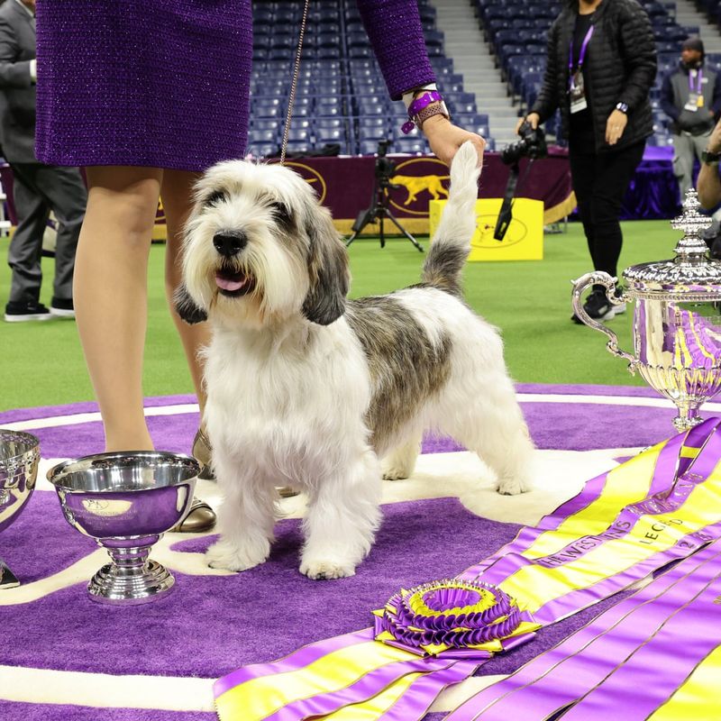 Petit Basset Griffon Vendéen