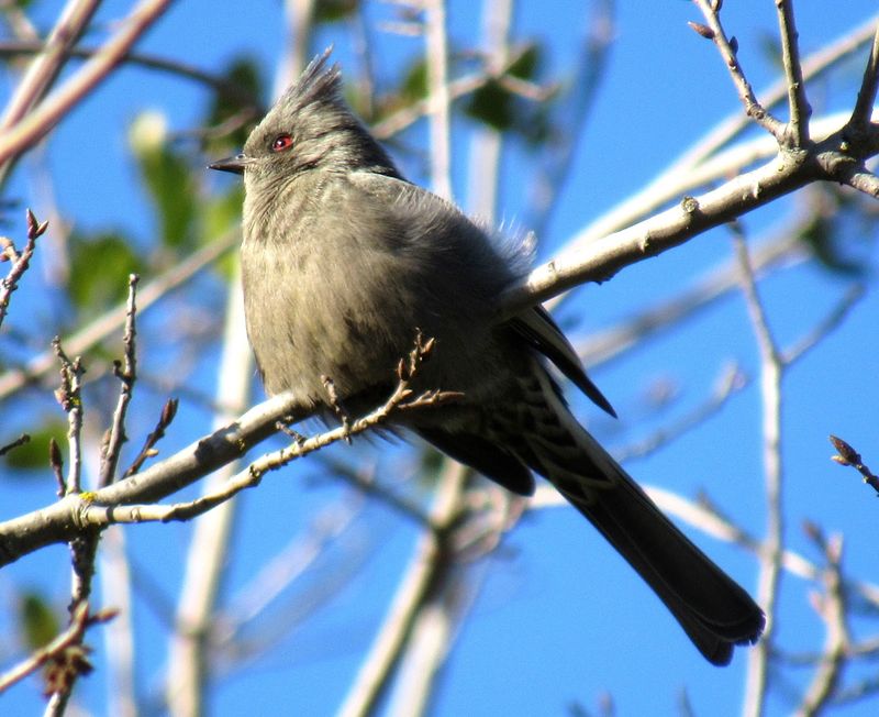 Phainopepla