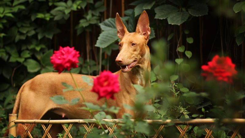 Pharaoh Hound