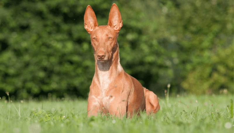 Pharaoh Hound