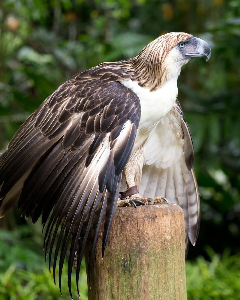 Philippine Eagle