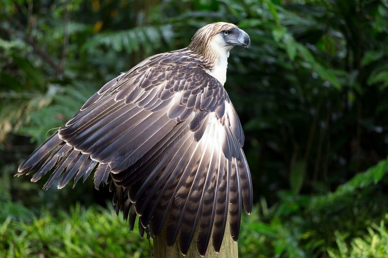 Philippine Eagle