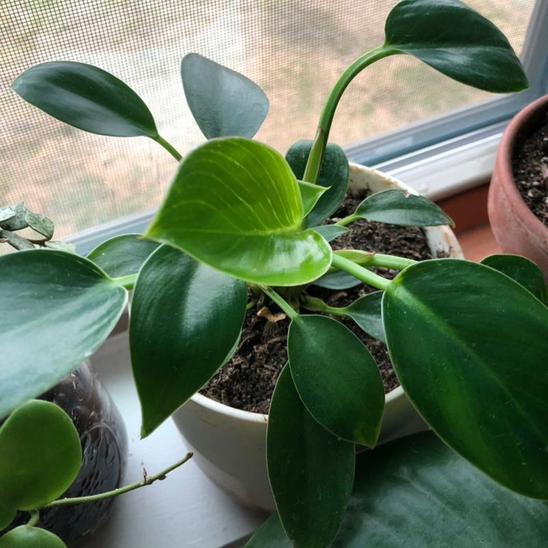 Philodendron