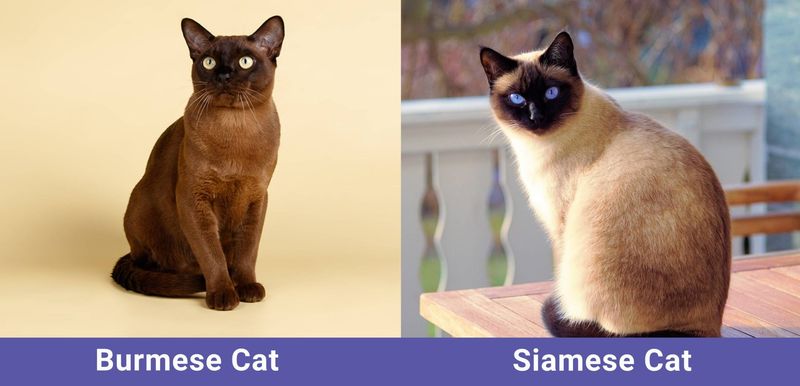 Physical Appearance: Coat Color