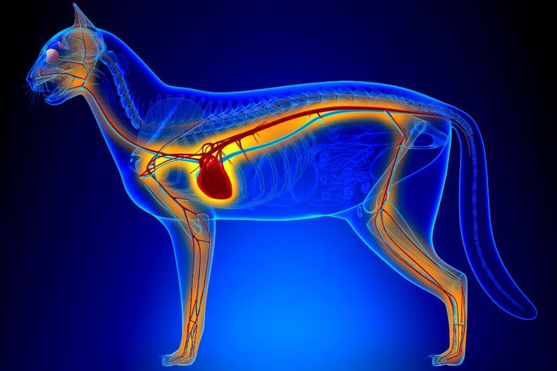 Physiological Processes