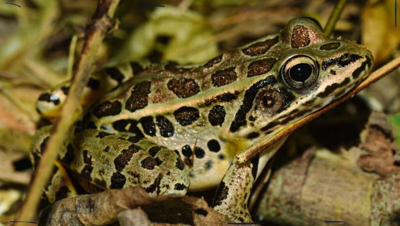 Pickerel Frog